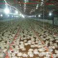 Maquinaria agrícola Chiken automática para pollo de engorde